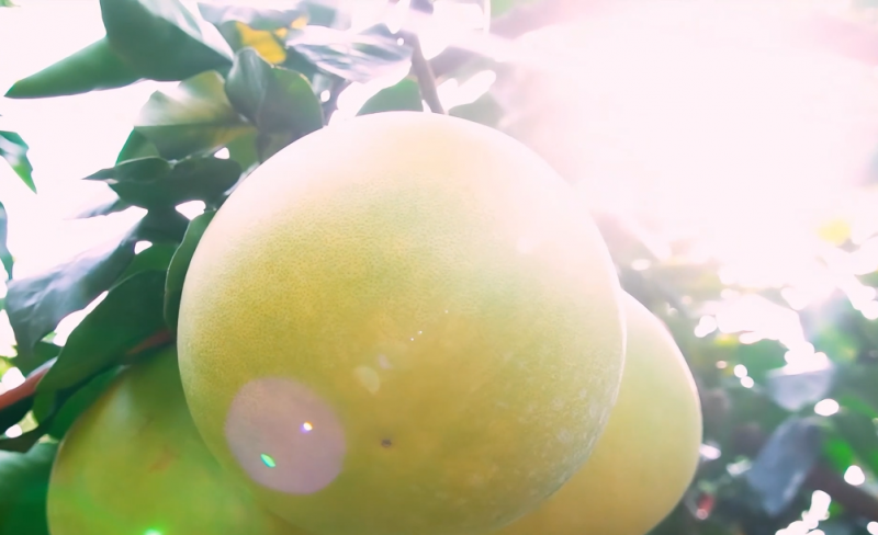 五百年柚鄉(xiāng)的“新生”，紅心蜜柚搭上錢大媽城鄉(xiāng)直通車