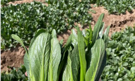 新版《有機產(chǎn)品認證實施規(guī)則》發(fā)布 2026年1月1日正式實施