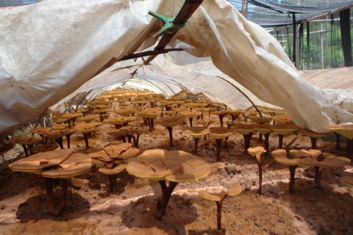 科技賦能菌業(yè)，安惠生物科技打造鄉(xiāng)村振興“新范本”