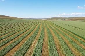 內(nèi)蒙古下達(dá)資金1億元支持培育草業(yè)新質(zhì)生產(chǎn)力