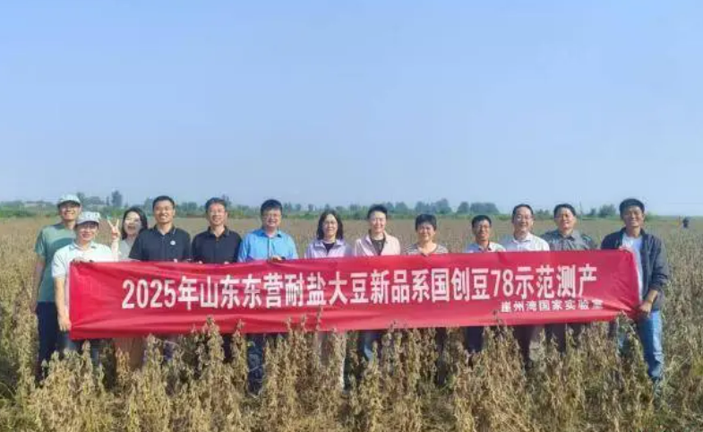 耐鹽堿大豆新品系“國創(chuàng)豆78”畝產(chǎn)超369公斤實(shí)現(xiàn)高產(chǎn)