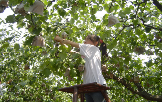 千年“梨變”——梨香晉州：從諫官藥篋到億級產(chǎn)業(yè)鏈