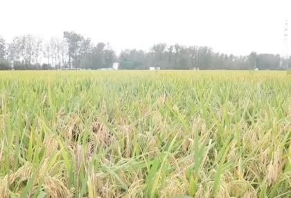 秋收過半 遇上“連陰雨”怎么辦？