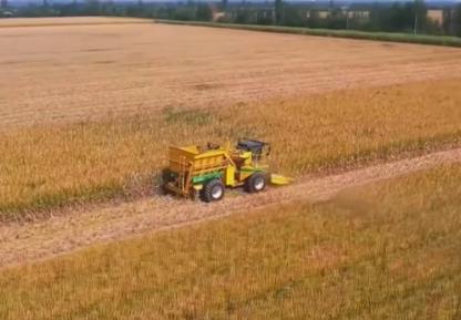 田間地頭處處好“豐”景 機(jī)械化助力秋收“加速度”