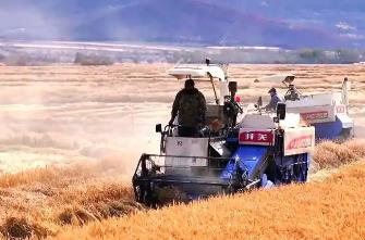 內(nèi)蒙古呼倫貝爾17萬畝寒地水稻豐收