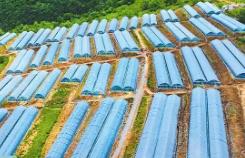 四川九寨溝拓寬富民路：興特色農業(yè) 助村美人和