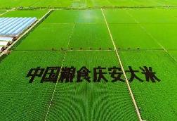 黑龍江慶安為稻米產(chǎn)業(yè)注入科技活力