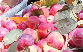 綜合年產(chǎn)值突破二點六億元 內(nèi)蒙古興安盟沙果實現(xiàn)產(chǎn)業(yè)增值