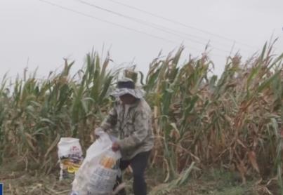 一問到底丨秋收遇上陰雨天 農(nóng)戶出現(xiàn)損失能獲賠嗎？