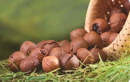 安徽省寧國(guó)市：小核桃敲開(kāi)“致富門(mén)”