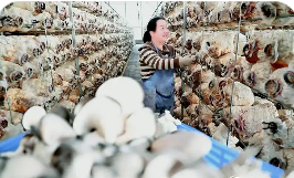 高標(biāo)準(zhǔn)打造好口碑 山西垣曲香菇成富農(nóng)“香餑餑”