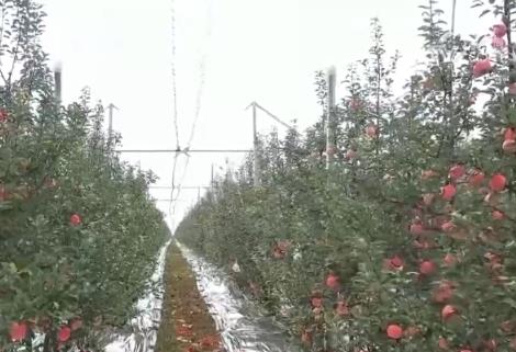 特色“小”蘋果成就富民“大”產(chǎn)業(yè) “保險+期貨”為蘋果產(chǎn)業(yè)注入金融動能