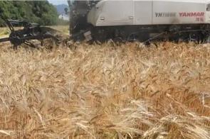 農(nóng)業(yè)農(nóng)村部啟動(dòng)實(shí)施奮戰(zhàn)60天抗秋汛搶麥播促壯苗行動(dòng)