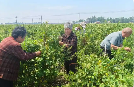 山東鄄城：返鄉(xiāng)創(chuàng)業(yè)在“家門口”鋪就群眾致富路