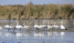 我國(guó)多個(gè)鳥(niǎo)類(lèi)瀕危物種種群數(shù)量穩(wěn)定增長(zhǎng)