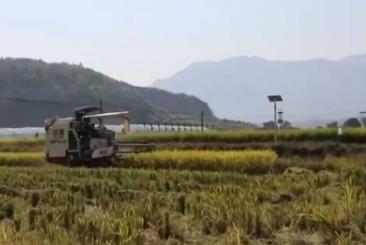 晚播小麥如何保產(chǎn)量？霜降搶秋該怎么搶？專家分析