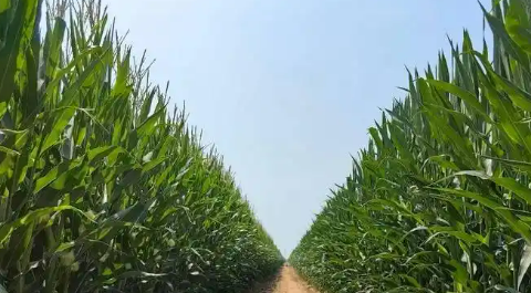 內(nèi)蒙古巴彥淖爾成功建設(shè)百萬(wàn)畝玉米“噸糧田”