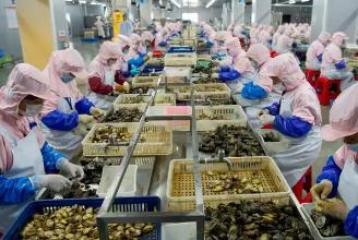 前三季度福建鮑魚制品出口值穩(wěn)居全國(guó)第一