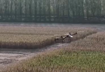 科技服務(wù)秋收 無人機架起空中“運糧橋”確保秋糧應(yīng)收盡收