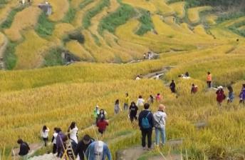 “田園風(fēng)光+潮流玩法”成文旅融合新亮點 鄉(xiāng)村旅游新消費活力十足