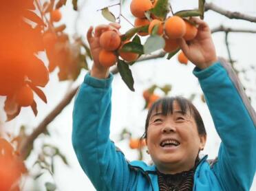 一枚柿子的“鄉(xiāng)村變形記”