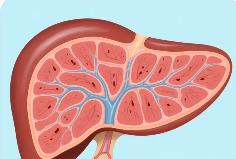 抗肝纖維化給藥新體系構(gòu)成