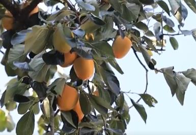 興農(nóng)、富農(nóng)！“甜蜜產(chǎn)業(yè)”激活“農(nóng)業(yè)+文旅+文化”多元融合新活力