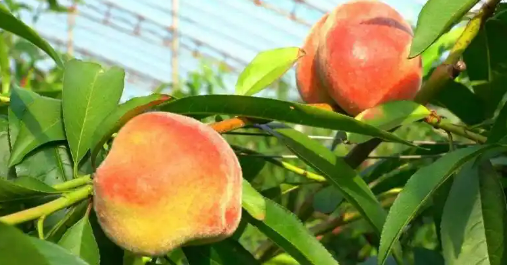 黑龍江同江：“南果北種”點(diǎn)燃棚室“熱經(jīng)濟(jì)”