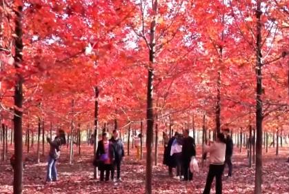 “楓葉+”燃動秋日文旅消費“熱引擎” 以旅促農(nóng)增收再添“金鑰匙”