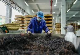 我國(guó)紅茶加工技術(shù)領(lǐng)域?qū)崿F(xiàn)多項(xiàng)突破性進(jìn)展