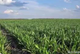 全國(guó)冬小麥播種過(guò)四成