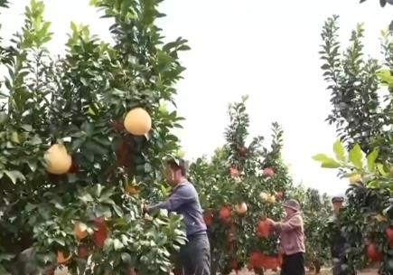 瓜果飄香好“豐”景 特色產(chǎn)業(yè)繪就鄉(xiāng)村振興“繁榮圖”