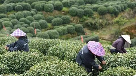 浙江新昌：盤活產(chǎn)業(yè)資源 山區(qū)農(nóng)民奔共富