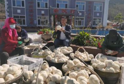 新民村“猴頭菇”引領(lǐng)鄉(xiāng)村振興，打造“中國猴頭菇之鄉(xiāng)”新名片