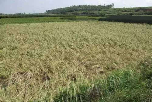 農(nóng)作物自主選育品種占比超95%，多個(gè)品種打破國(guó)外種源依賴——從粒粒良種，到倉(cāng)廩充盈