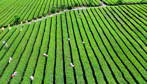 廣東英德市：“兩大百億”助力“百千萬(wàn)工程”實(shí)現(xiàn)三年初見(jiàn)成效