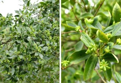 “中國八角之鄉(xiāng)”建成八角“基因庫”，告別“看天吃飯”