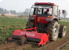 去年福建省甘薯生產(chǎn)綜合機械化率超五成