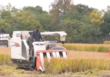 寒潮來襲 多地農(nóng)業(yè)部門全力做好糧食搶收和防寒保暖工作