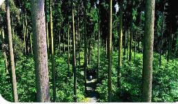 國家發(fā)展改革委等部門印發(fā)意見 加快建設(shè)現(xiàn)代化國有林場