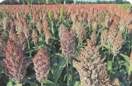 山西：多措并舉推進“特”“優(yōu)”農業(yè)高質量發(fā)展