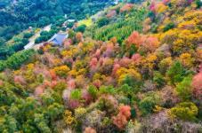 福建森林提質(zhì)四大舉措打造百姓“幸?？可健?></a></div><!-- img end -->	<div   id=