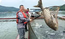 安徽太湖縣：有機(jī)鳙魚