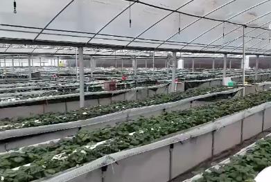 寒潮來襲 各地多部門積極應(yīng)對(duì)護(hù)航農(nóng)業(yè)生產(chǎn)