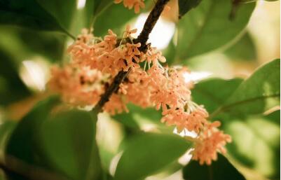 從“賣花”到“賣IP” 窯上古桂香飄全國(guó)