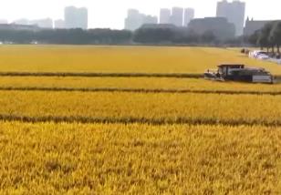 農(nóng)業(yè)科創(chuàng)新成果“大顯身手” 綠色增產(chǎn)有妙招“噸半糧”刷新紀(jì)錄