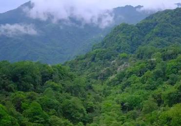 到2030年，四川省林業(yè)綜合產(chǎn)值力爭達到1萬億元