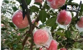 山西運(yùn)城：上郭蘋果長(zhǎng)成富民興鄉(xiāng)“黃金產(chǎn)業(yè)”