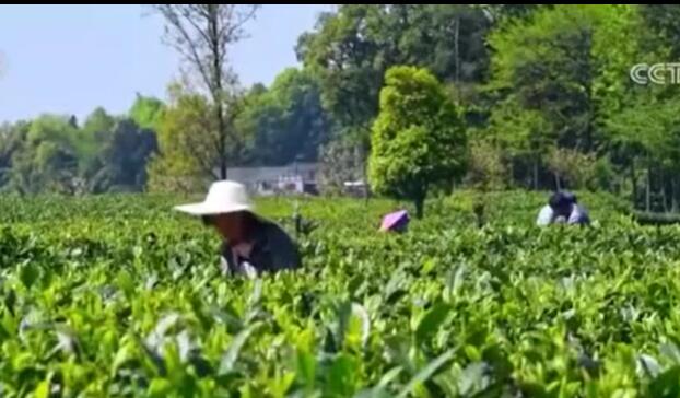 前10個(gè)月鄉(xiāng)村產(chǎn)業(yè)保持良好發(fā)展勢(shì)頭