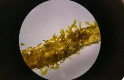 福建實現(xiàn)裙帶菜南方育苗零的突破